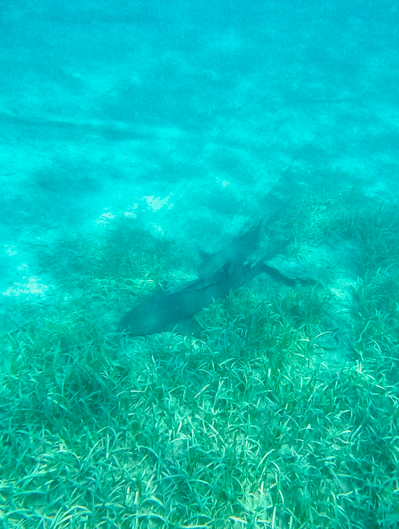 Snorkeler observing tropical fish and coral reef near Chichime Island, San Blas 1