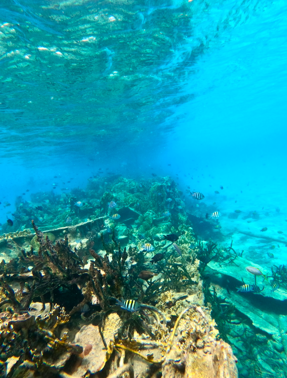 Shipwreck reef colonized by fish and corals at Isla Perro Chico, San Blas